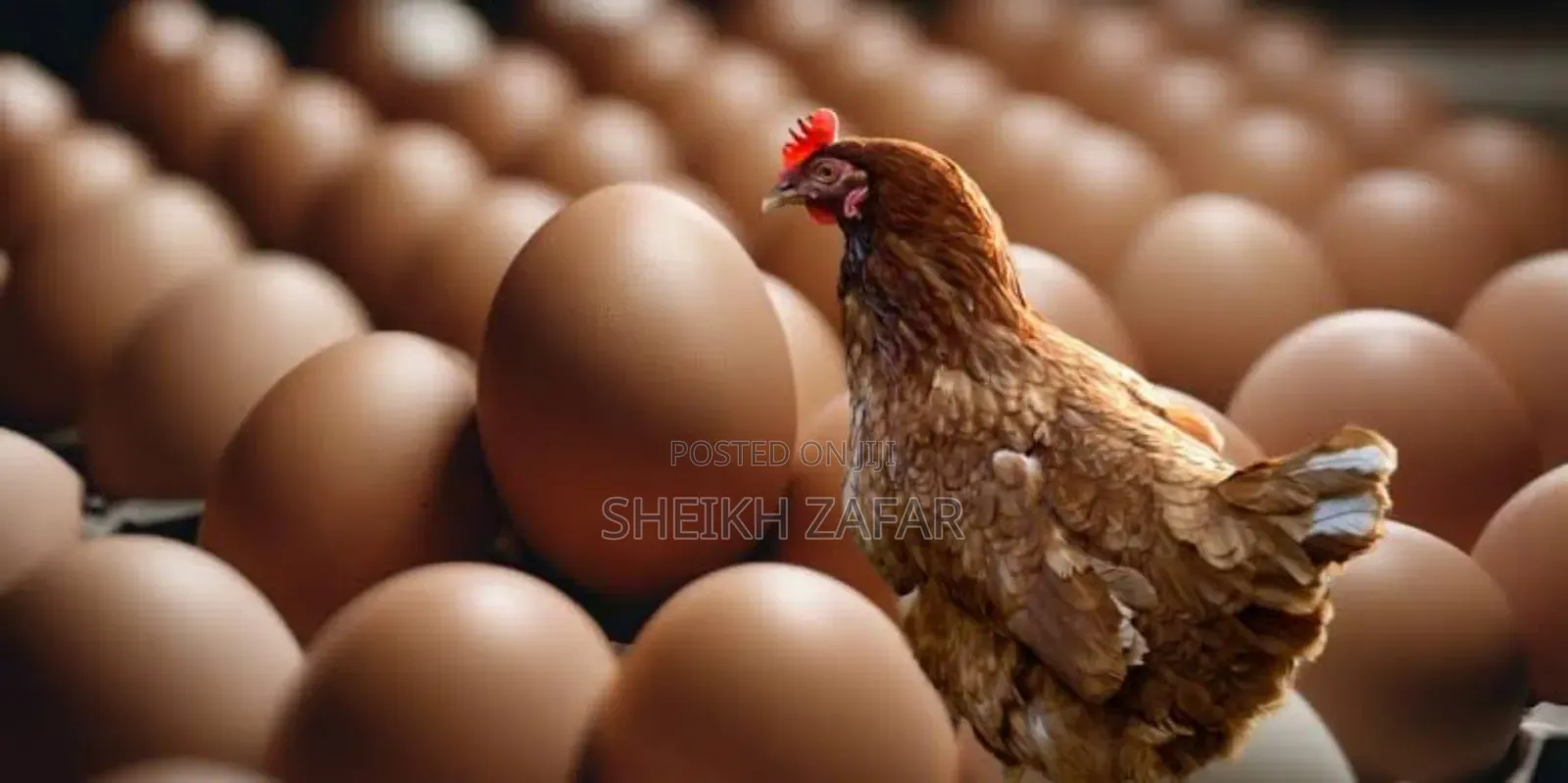 Fresh Farm Eggs – Lohmann Brown Layers (Pick-Up Only)