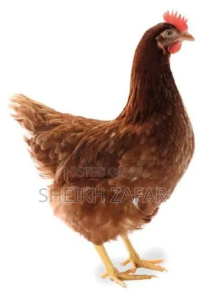 Fresh Farm Eggs – Lohmann Brown Layers (Pick-Up Only)