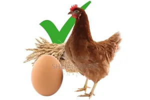 Fresh Farm Eggs – Lohmann Brown Layers (Pick-Up Only)
