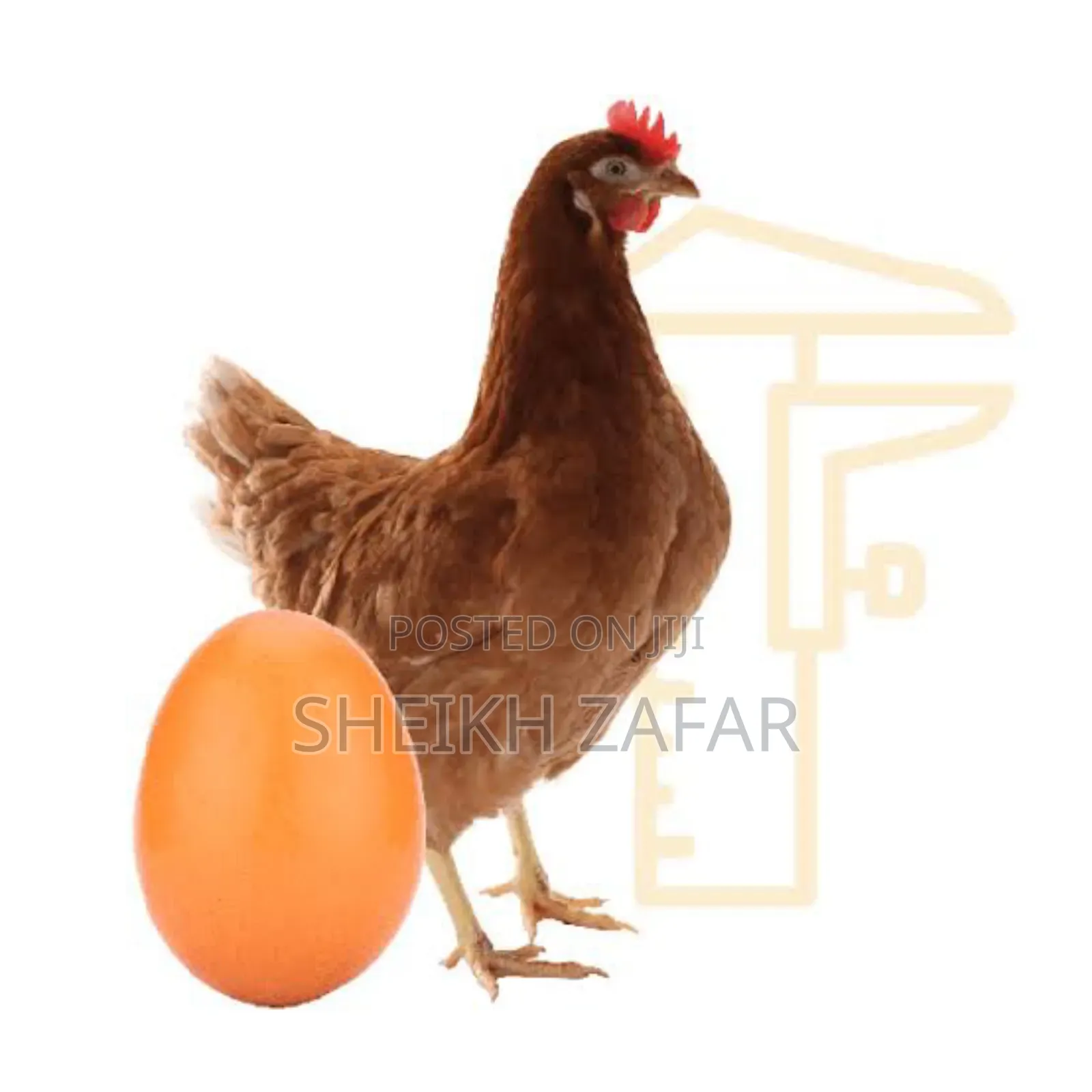 Fresh Farm Eggs – Lohmann Brown Layers (Pick-Up Only)