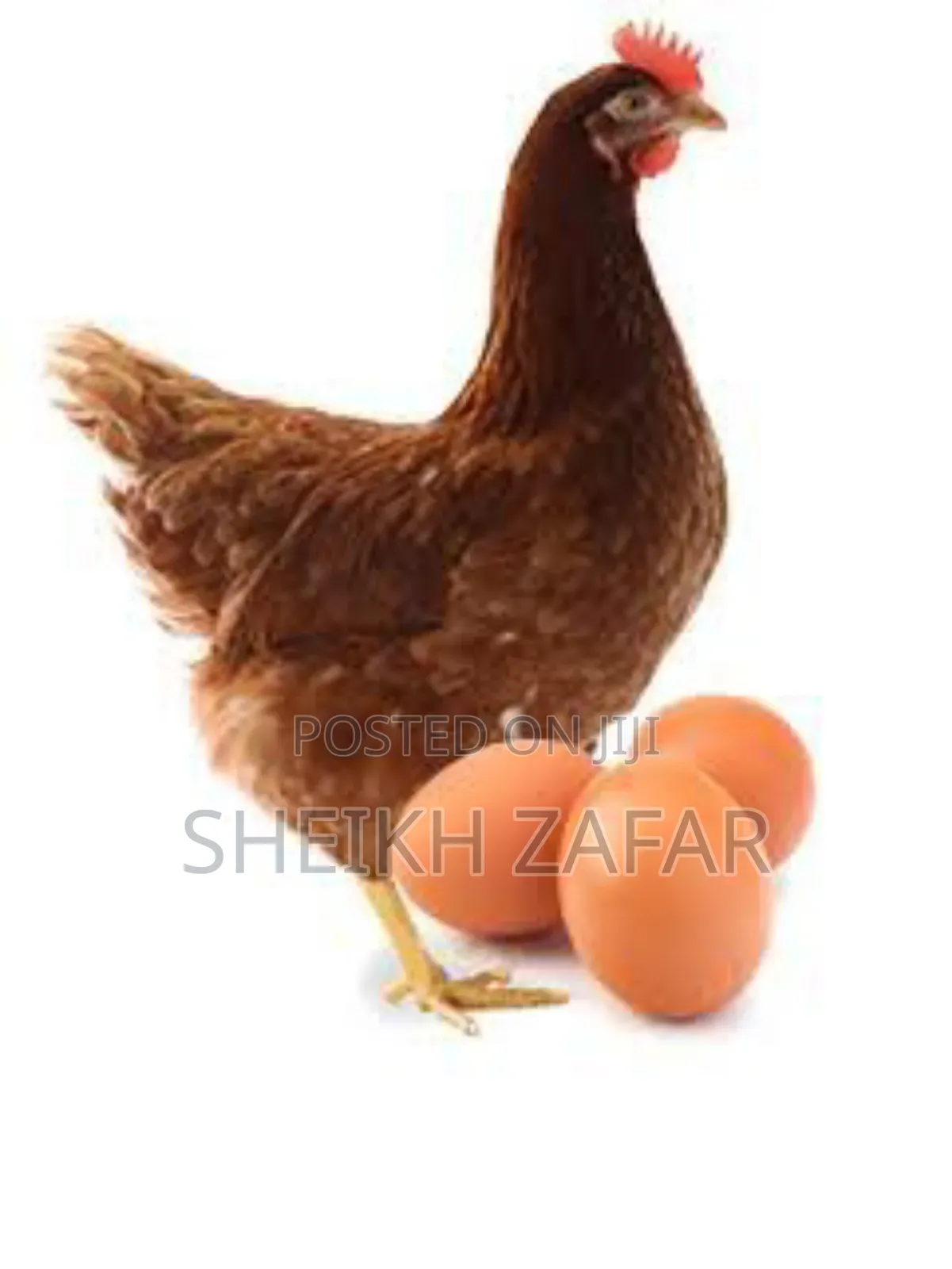 Fresh Farm Eggs – Lohmann Brown Layers (Pick-Up Only)
