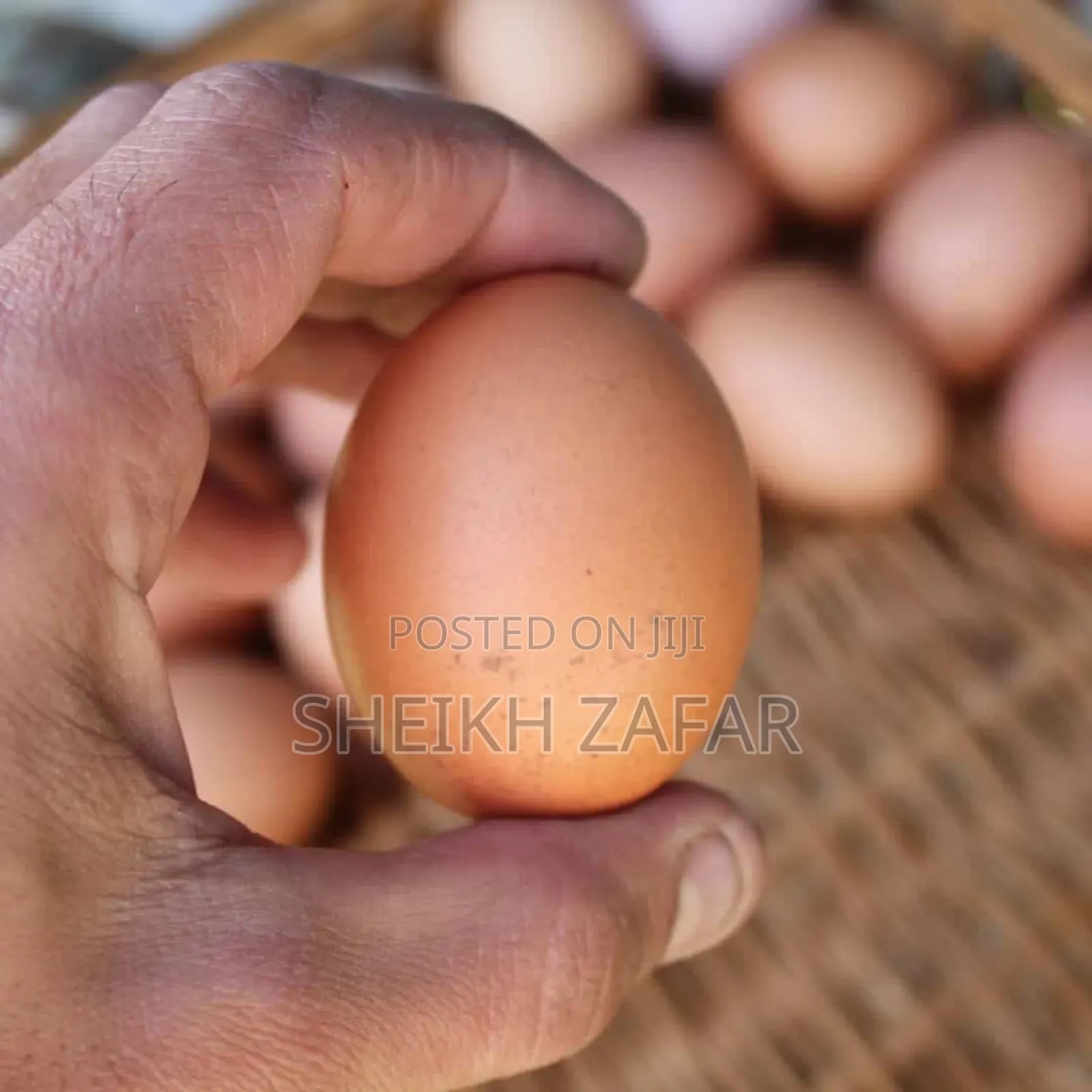 Fresh Farm Eggs – Lohmann Brown Layers (Pick-Up Only)