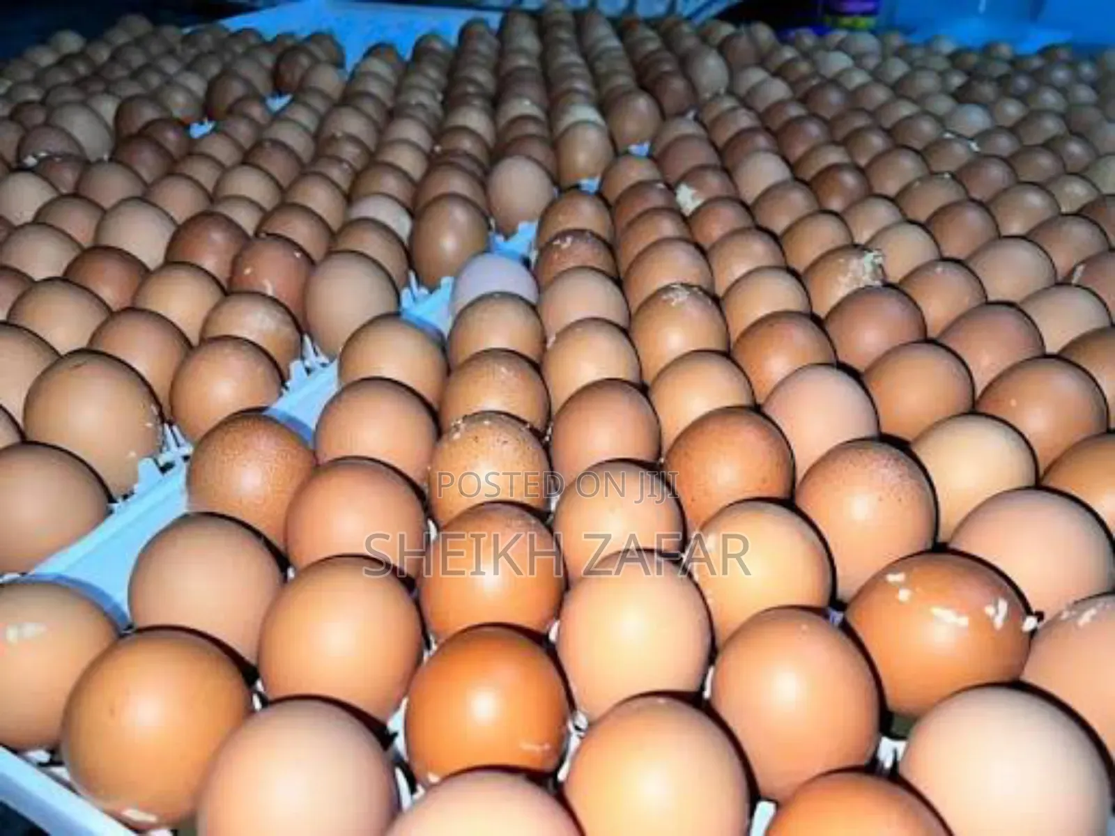 Fresh Farm Eggs – Lohmann Brown Layers (Pick-Up Only)