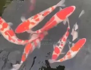 Koi Fishes
