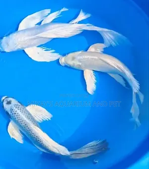 Platinum Koi Fishes