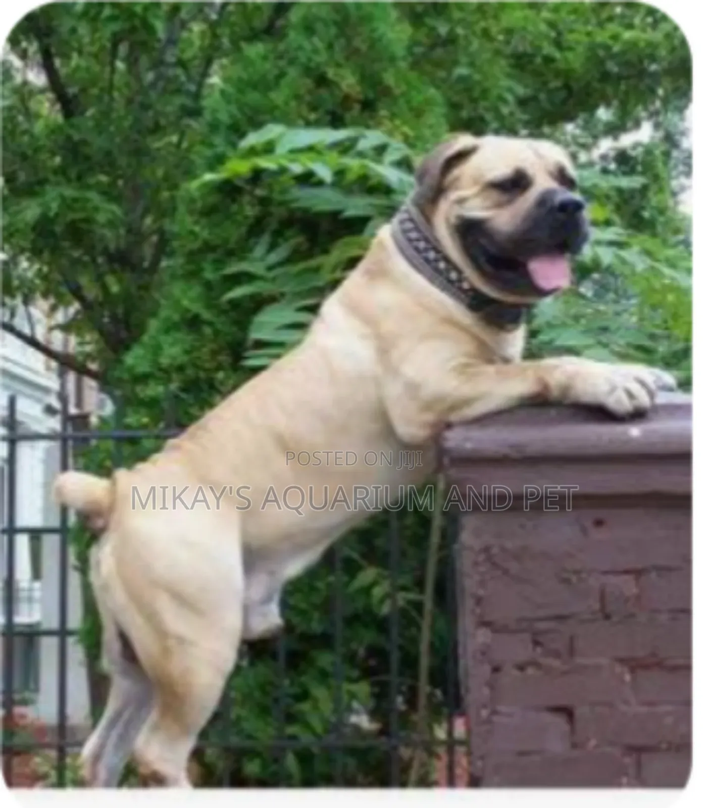 3-6 months Male Purebred Boerboel