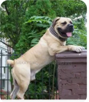 3-6 months Male Purebred Boerboel