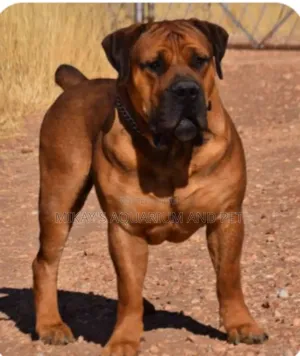 3-6 months Male Purebred Boerboel