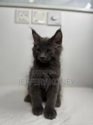 1-3 months Male Purebred Maine Coon