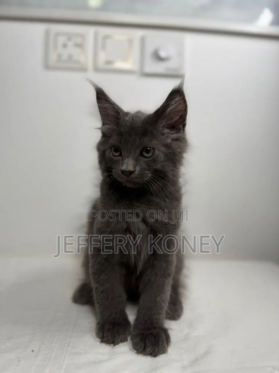 1-3 months Male Purebred Maine Coon