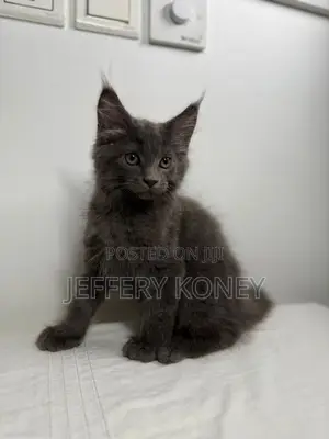 1-3 months Male Purebred Maine Coon