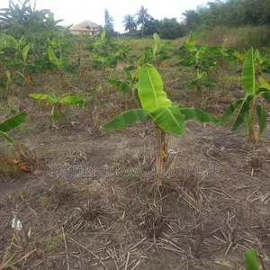 3 Plots of Land for Sale at Asuoyeboah Tanoso