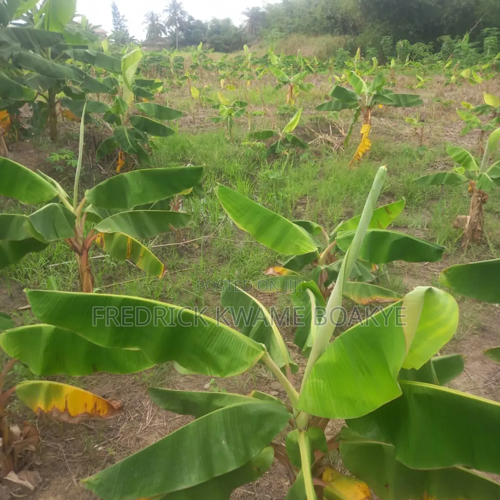 3 Plots of Land for Sale at Asuoyeboah Tanoso