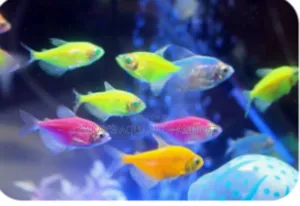 Tetra Aquarium Fishes
