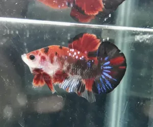 Galaxy Better Fish