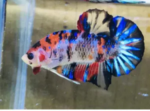 Galaxy Better Fish