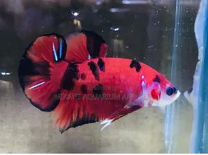 Galaxy Better Fish