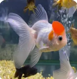 Red Cap Fish for Aquarium