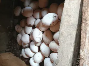 Turkey Organic Fertile Eggs