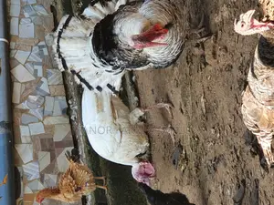 Turkey Organic Fertile Eggs