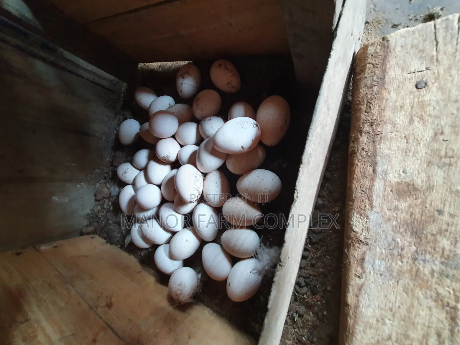 Turkey Organic Fertile Eggs