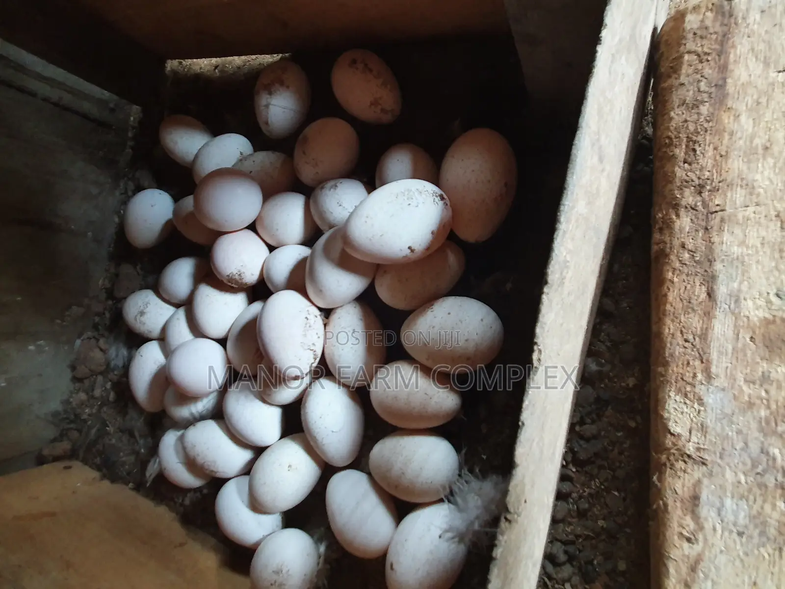 Turkey Organic Fertile Eggs
