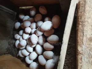 Turkey Organic Fertile Eggs