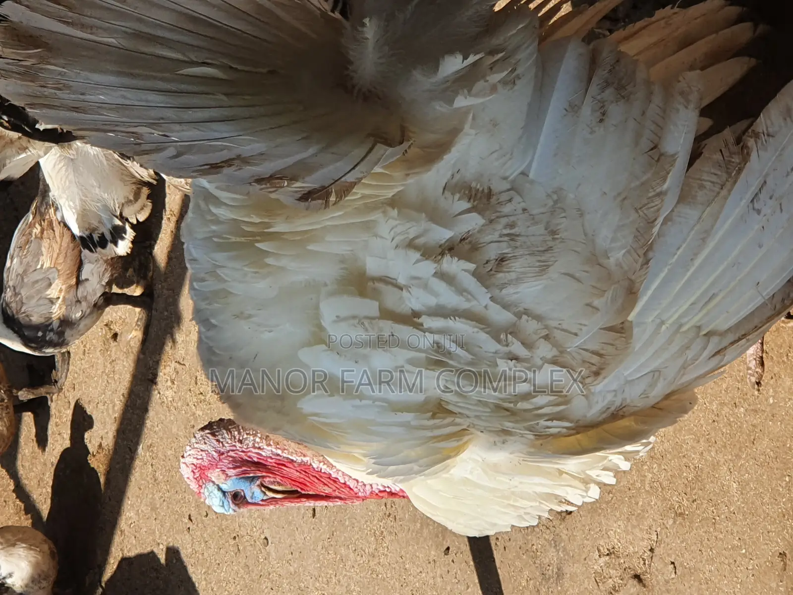 Turkey Organic Fertile Eggs