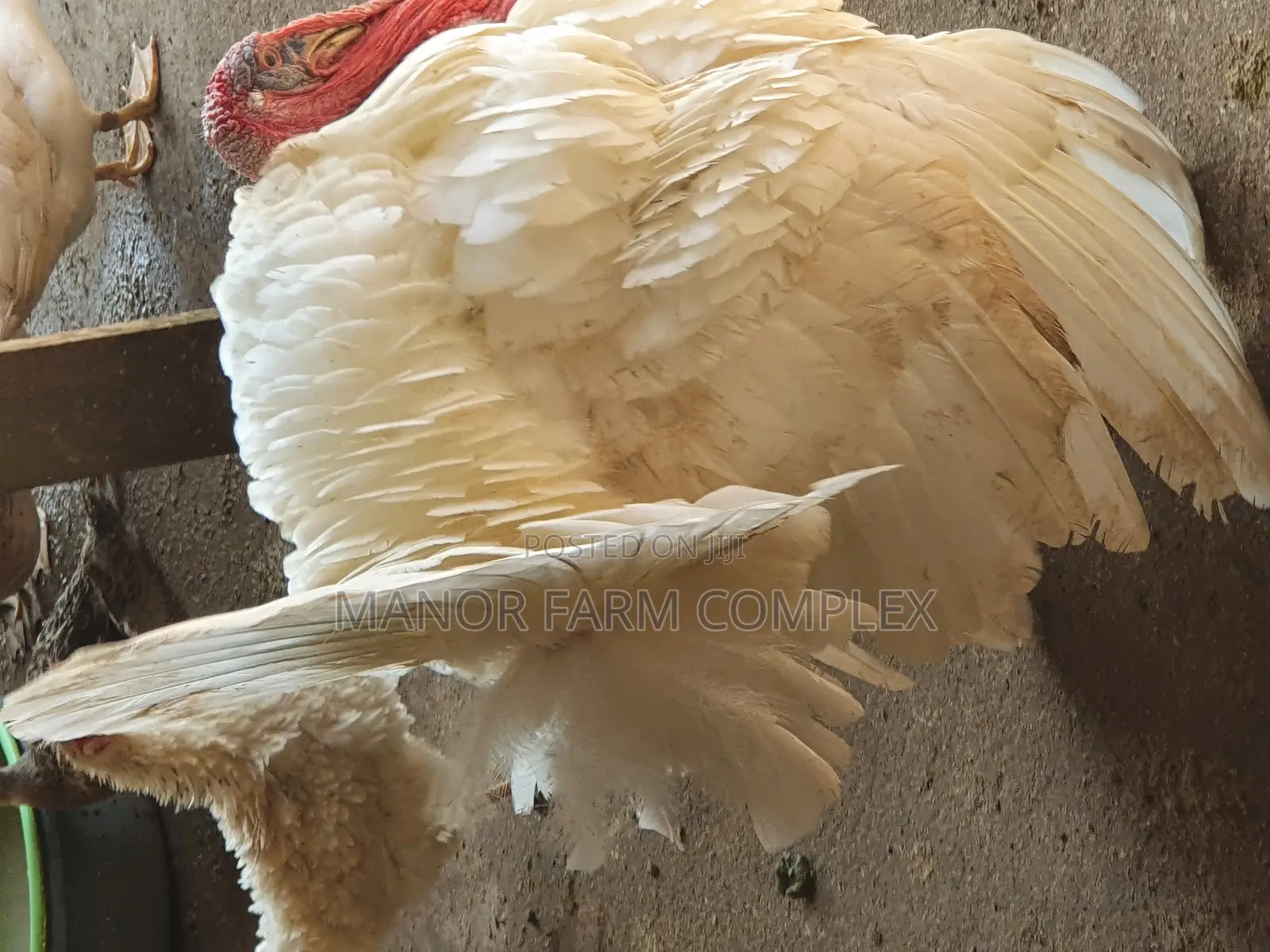 Turkey Organic Fertile Eggs