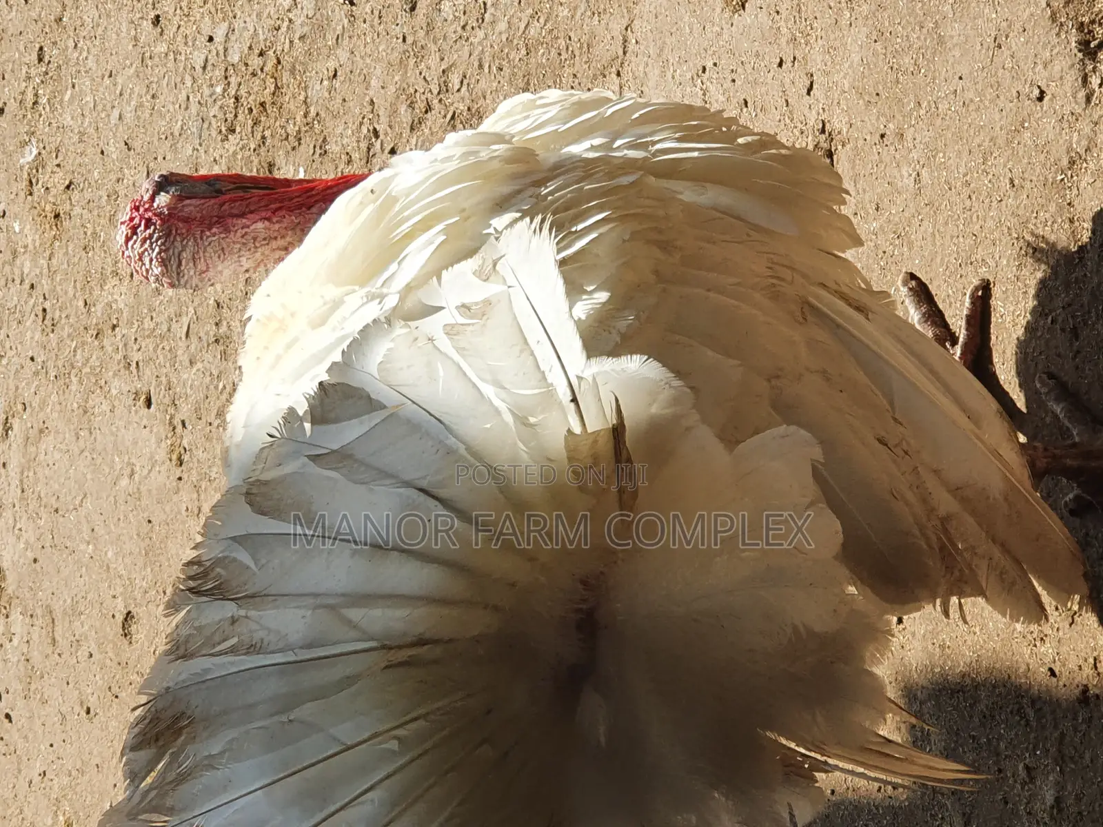 Turkey Organic Fertile Eggs