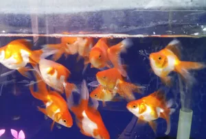 Run King Aquarium Fishes