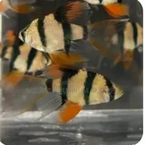 Tiger Barbs Aquarium Fishes