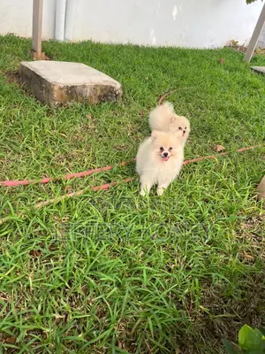 1-3 months Male Purebred Pomeranian