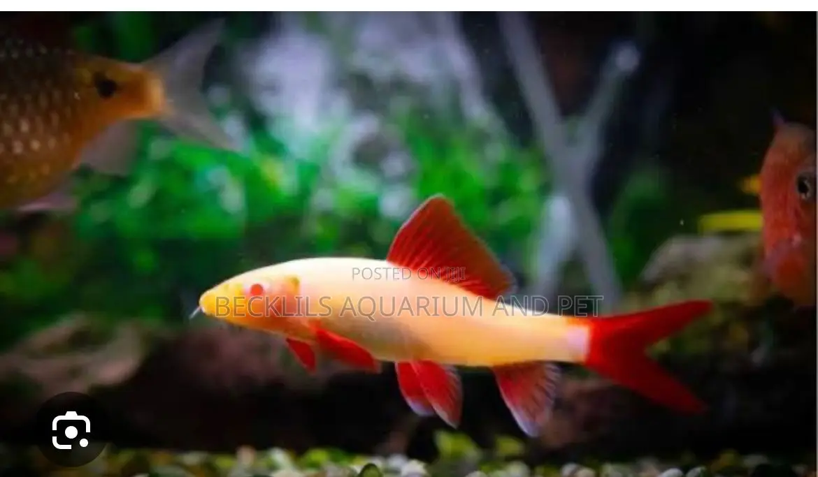 Red Tail Rainbow Shark