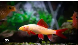 Red Tail Rainbow Shark