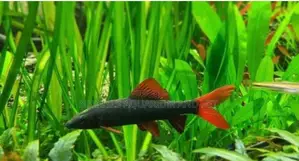 Red Tail Rainbow Shark