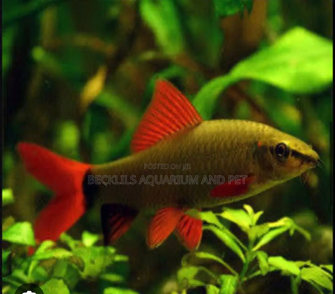 Red Tail Rainbow Shark