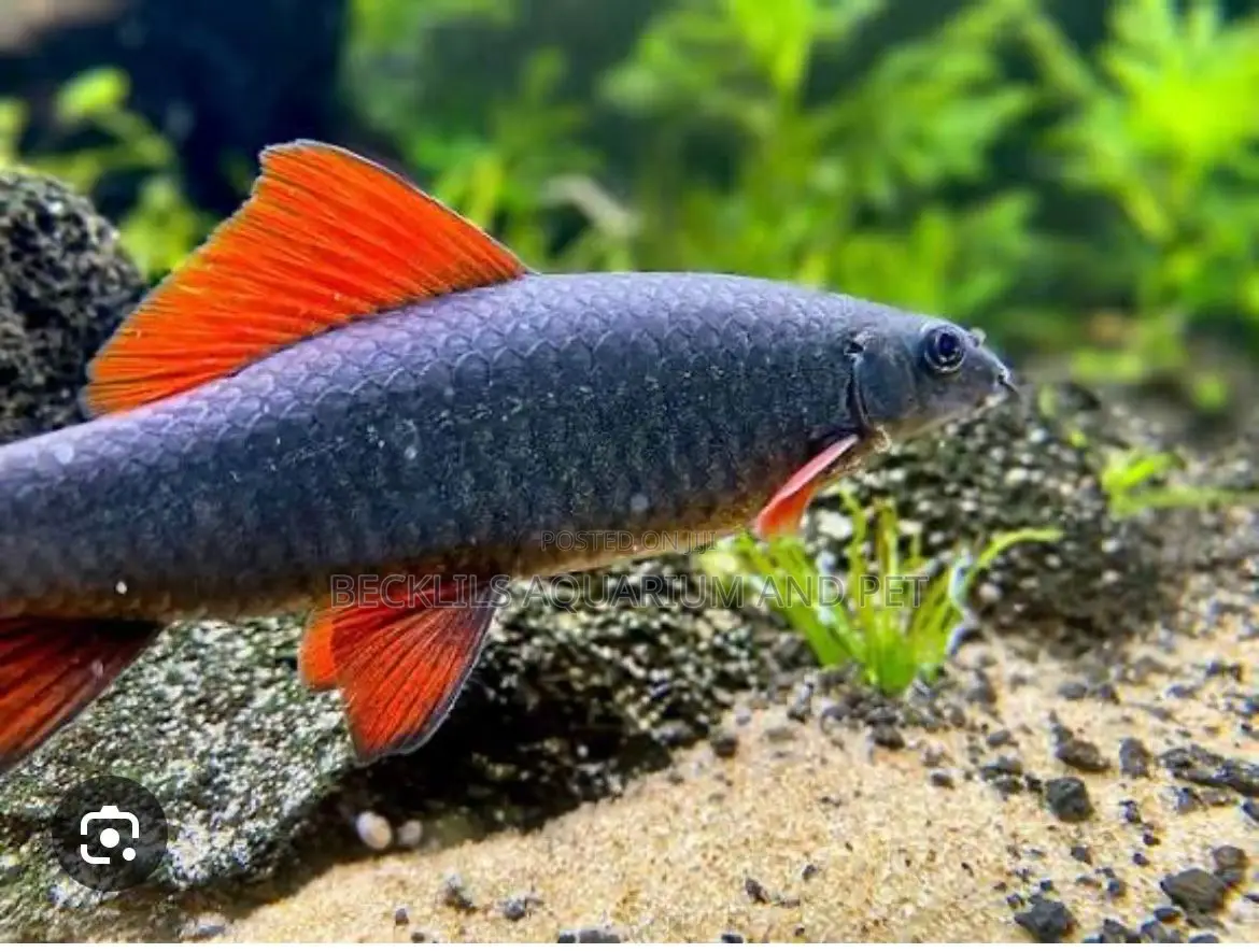 Red Tail Rainbow Shark