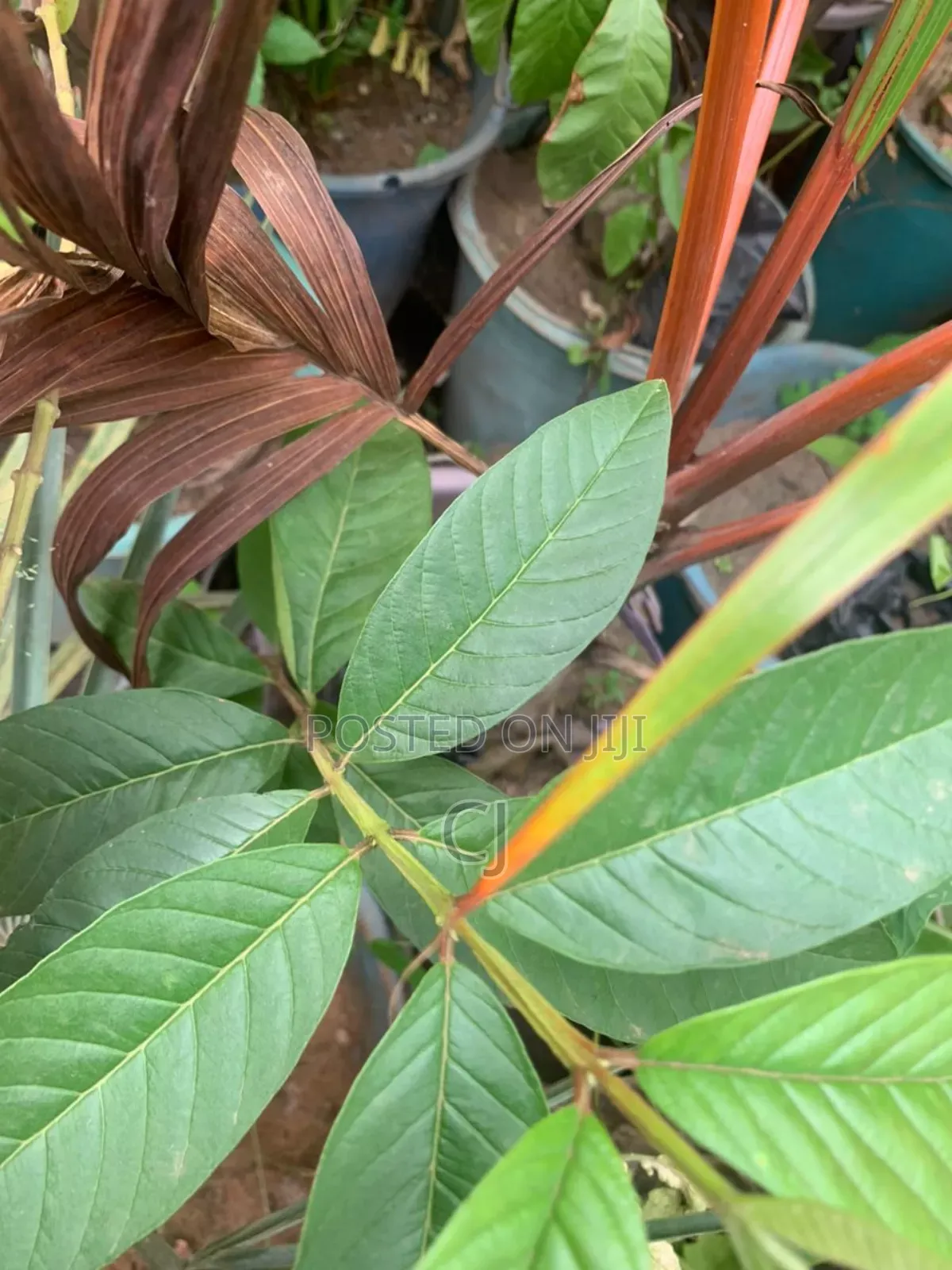 Jumbo Red Guava Seedlings For Sale