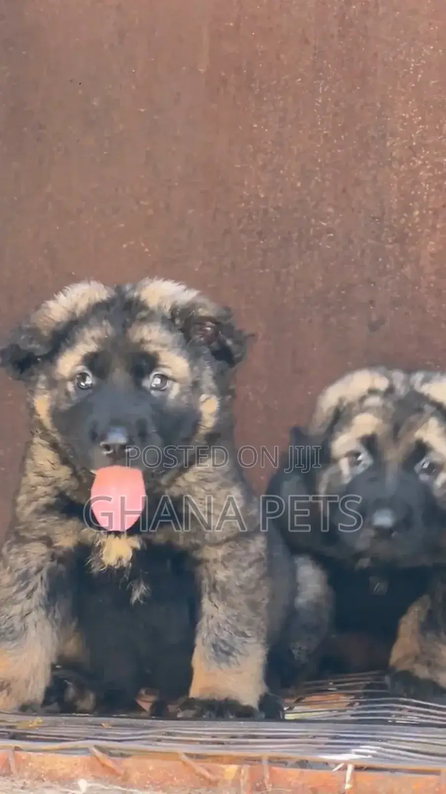 1-3 months Male Purebred Caucasian Shepherd