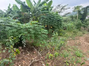 2000 Acres of Land at Ayikuma Dodowa