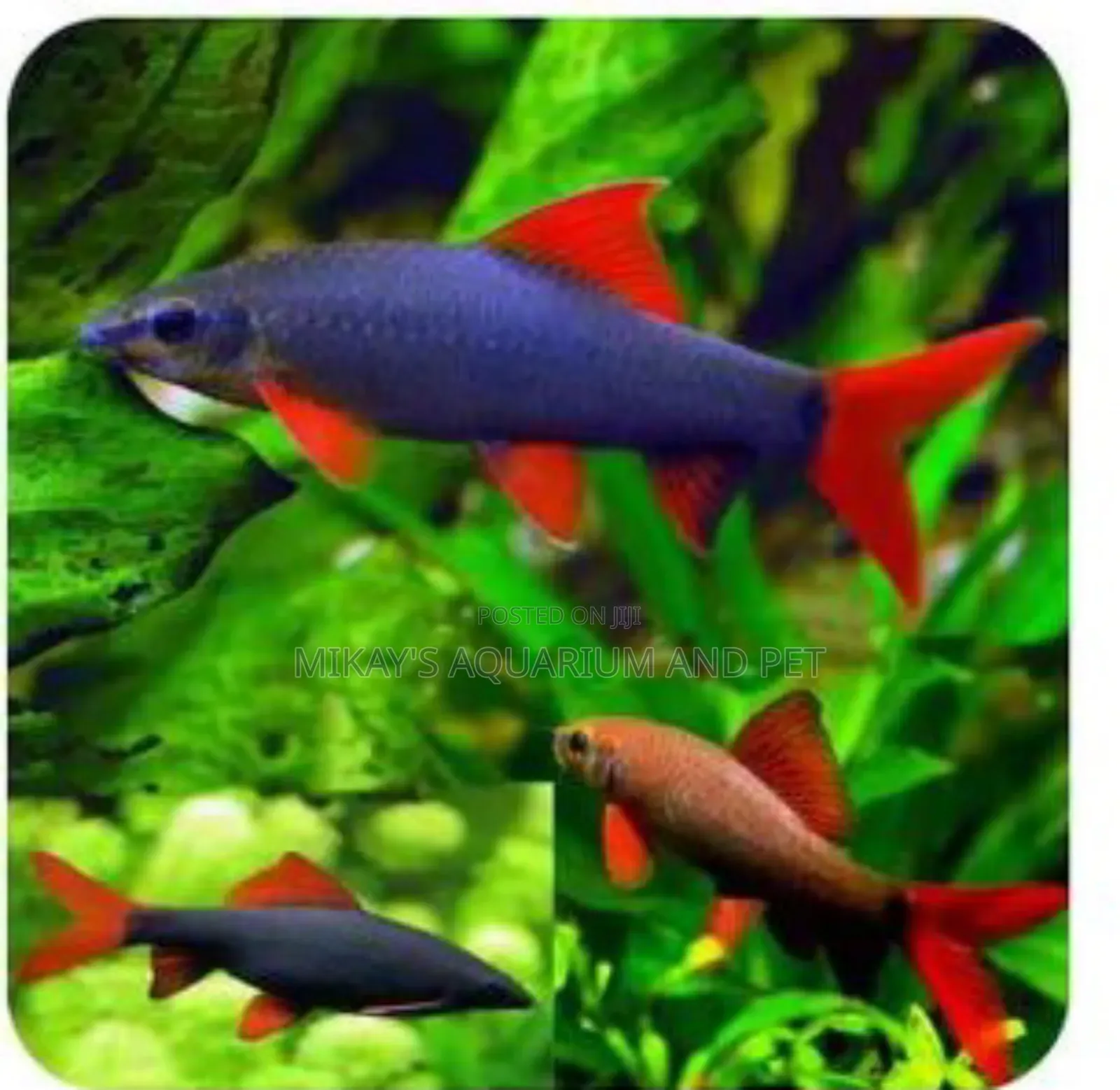 Rainbow Shark