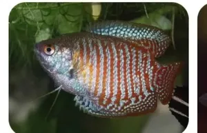 Gourami Aquarium Fishes