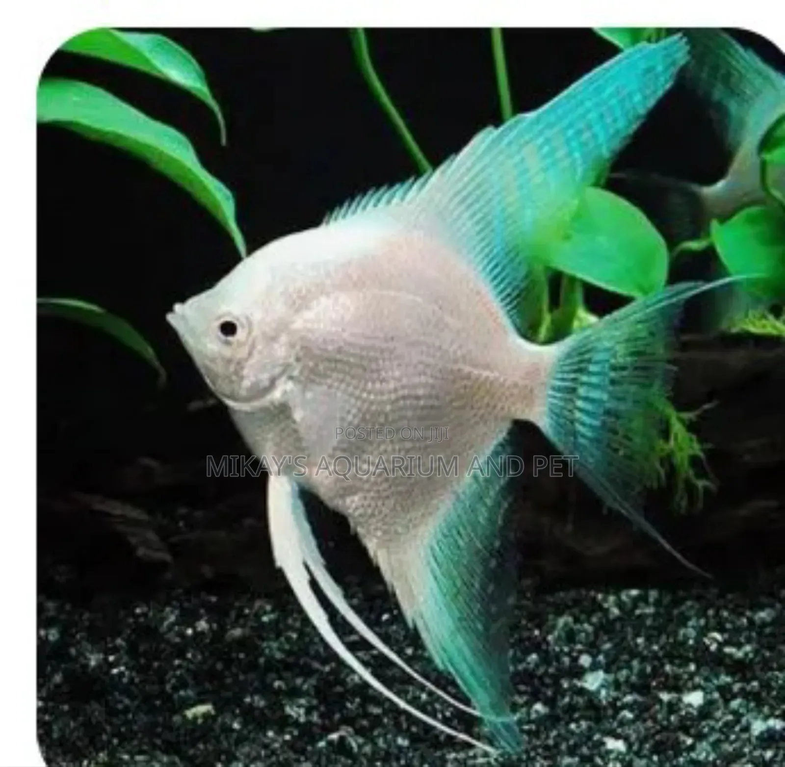 Angel Fishes