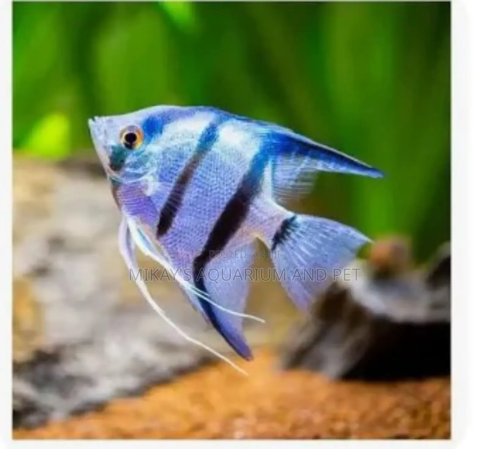 Angel Fishes