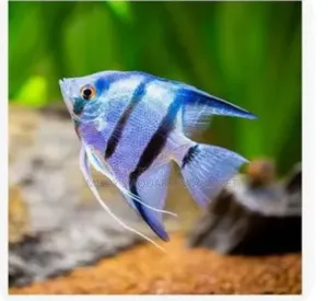 Angel Fishes