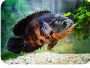 Oscar Aquarium Fishes