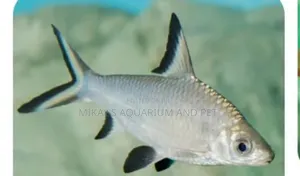 Silver Shark
