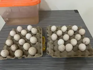 Fertile Turkey Eggs