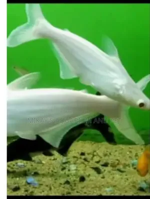 Tiger Shark